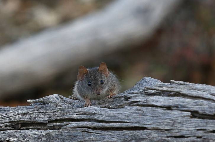 Tizenöt antechinus faj él Ausztráliában, a képen egy sárgalábú antechinus látható