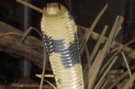 A szökevény (Fotó: bronxzoo.com)