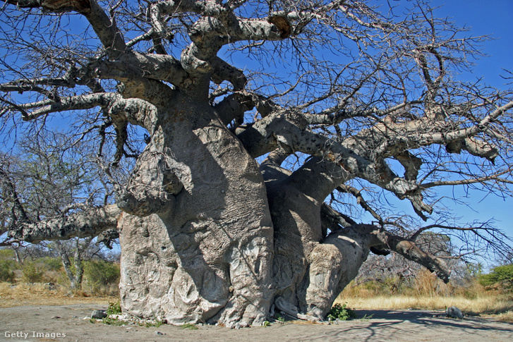 Baobabfa ZimbabwÃ©ban