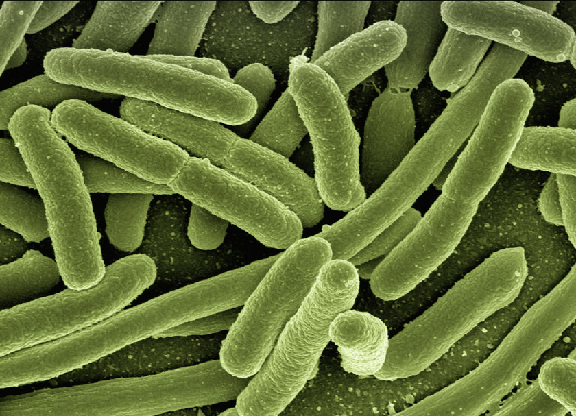 e-coli-bacterium