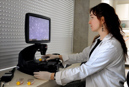 Simó Emilia molekuláris biológus embrionális össejt mintát vizsgál fáziskontakt mikroszkóppal