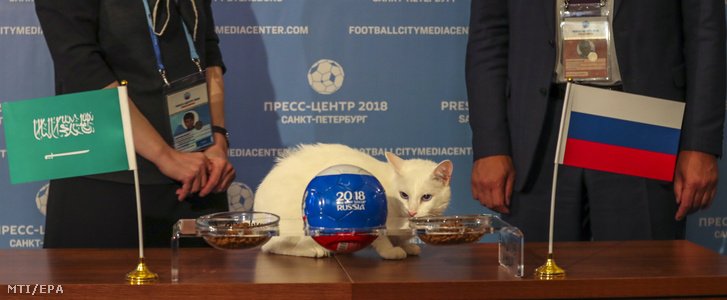 Achilles, az Ermitázs macskája az oroszok győzelmét veíti előre a 2018-as labdarúgó-világbajnokságot megnyitó Oroszország - Szaúd-Arábia mérkőzés előtti napon, 2018. június 13-án