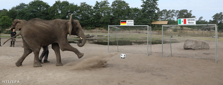 A futballjósként foglalkoztatott Nelly elefánt belerúg a labdába a németországi Hodenhagen állatkertjében, a Serengeti Parkban 2018. június 14-én, a 2018-as oroszországi labdarúgó-világbajnokság első napján.