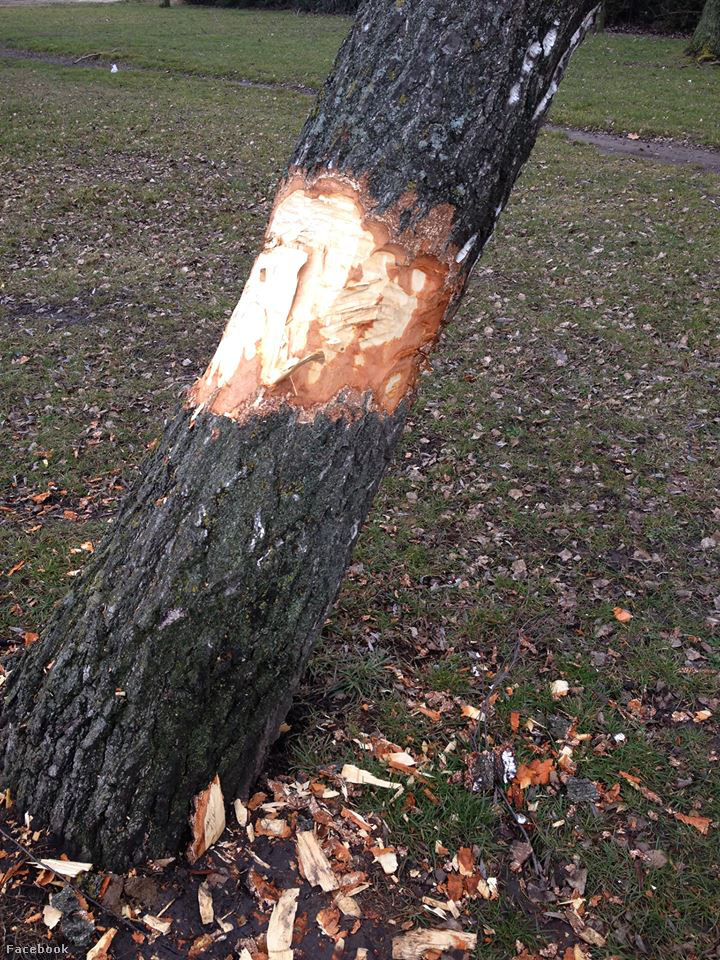 Baltával megrongált fa