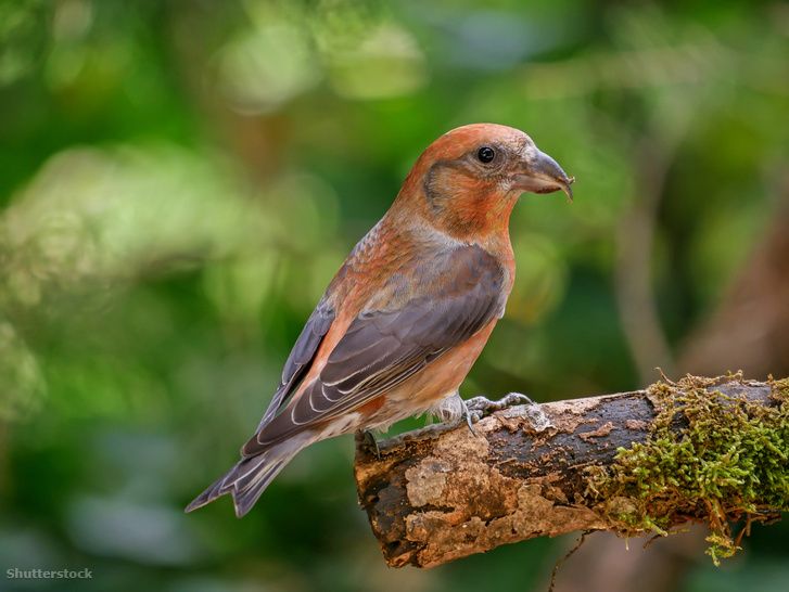 shutterstock 731742247