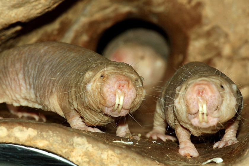 foldikutya