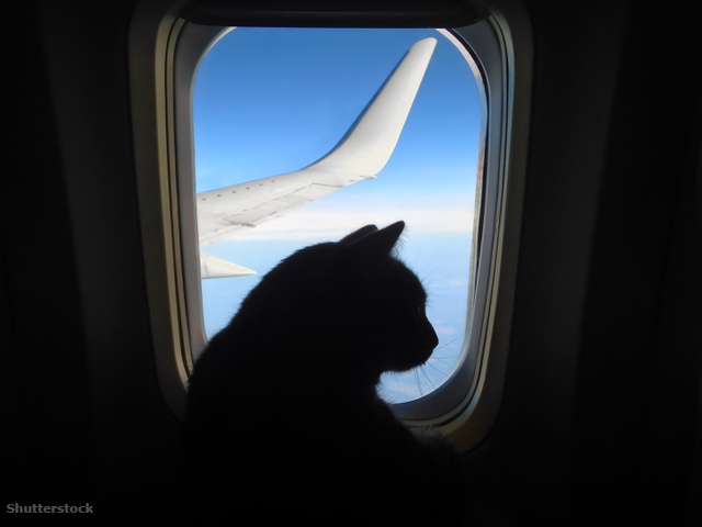 A repülés stresszhelyzetet jelent az állatoknak