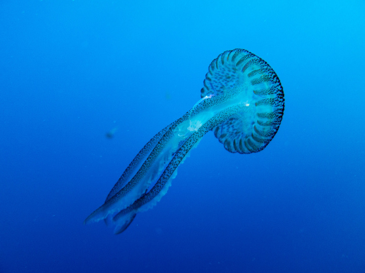 Pelagia noctiluca medúza