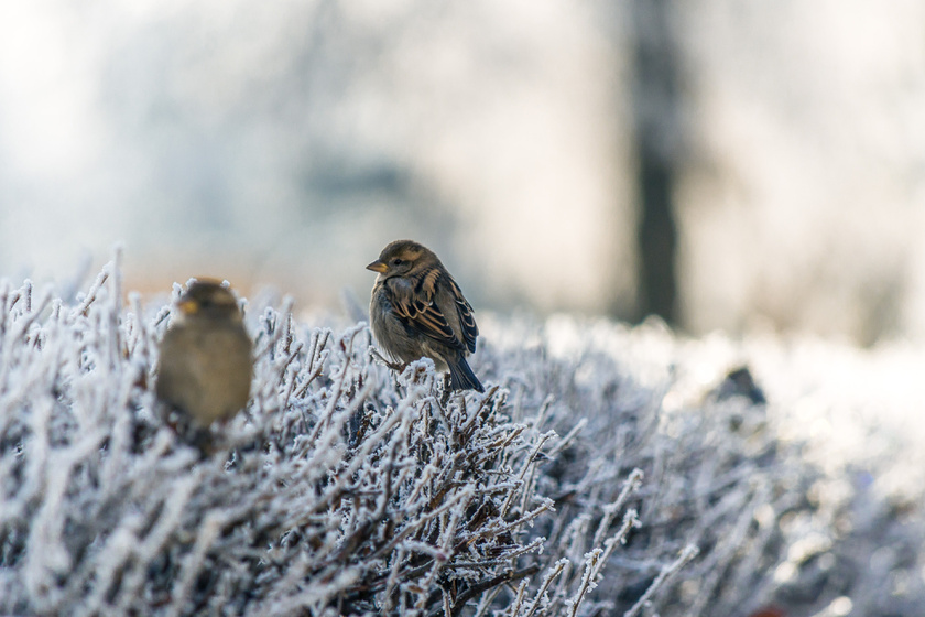 madáretetés madarak télen madáretető madár (1)