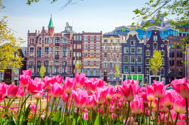 Ez itt egy a világ tíz legegészségesebb városából, a tulipánok imádják