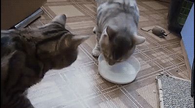Funny-Cat-GIF-2-cats-are-locked-in-an-epic-battle-over-a-bowl-of