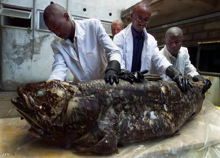 Egy 2001-ben, Kenya partjainál kifogott példány