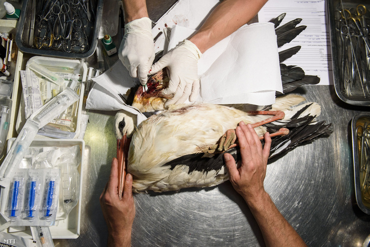 Sérült fehér gólyát ápolnak a Hortobágyi Madárpark és Madárkórházban 2017. július 31-én