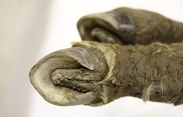 siberian-foal-hooves