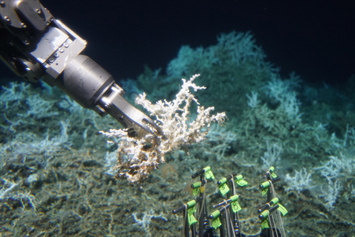 A kutatók mintát vesznek a tenger mélyén talált Lophelia pertusa korallból.