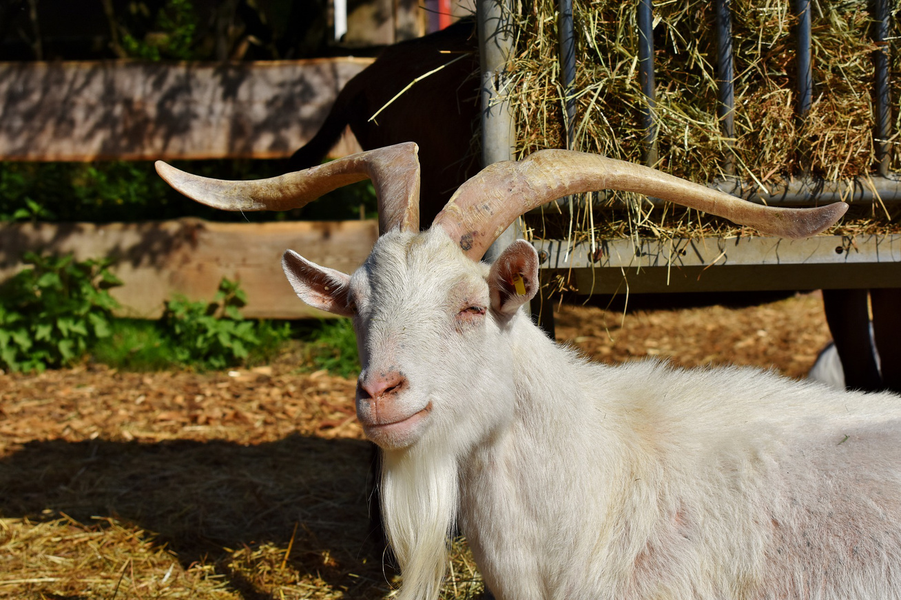 Покажи фотку рогаты. Billy Goat. Козёл домашний. Домашние козы. Коза Скорпион.