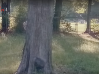 Kislányszellemet fotózott le a Street View egy temetőben