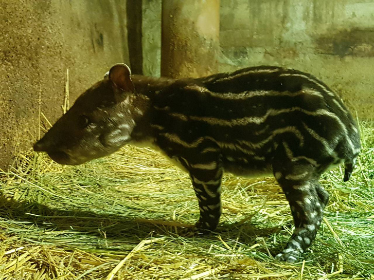 tapir03