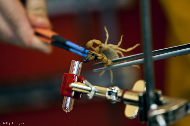 Skoprióméreg lefejtése a Latoxan SAS laboratóriumban, Franciaország