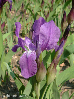 Magyar nőszirom (Iris aphylla)