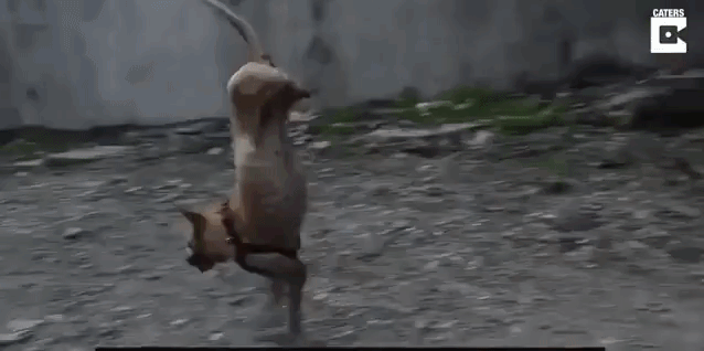 Dog-Without-Back-Legs-Learns-to-Run.gif