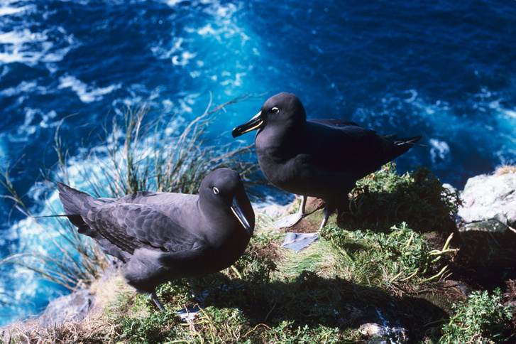 Füstös albatroszpár (Phoebetria fusca) a Gough-szigeten