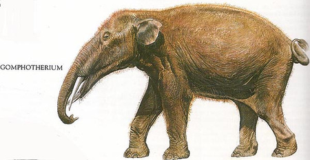 Gomphotherium (fotó: twoguysfossils.com)