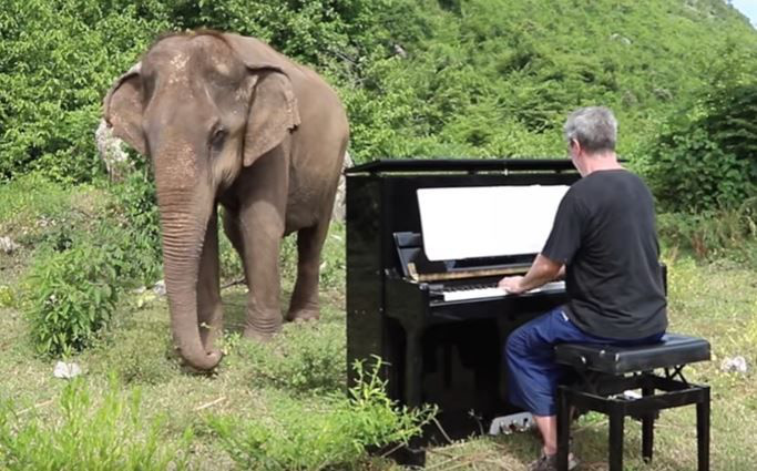 Musician-Lovingly-Plays-the-Piano-for-Blind-Elephants 0-x