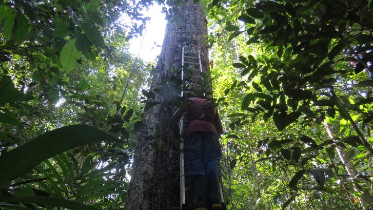 Amazonasi fát mér meg egy kutató