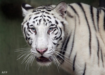 Ilyen egy igazi fehér bengáli tigris