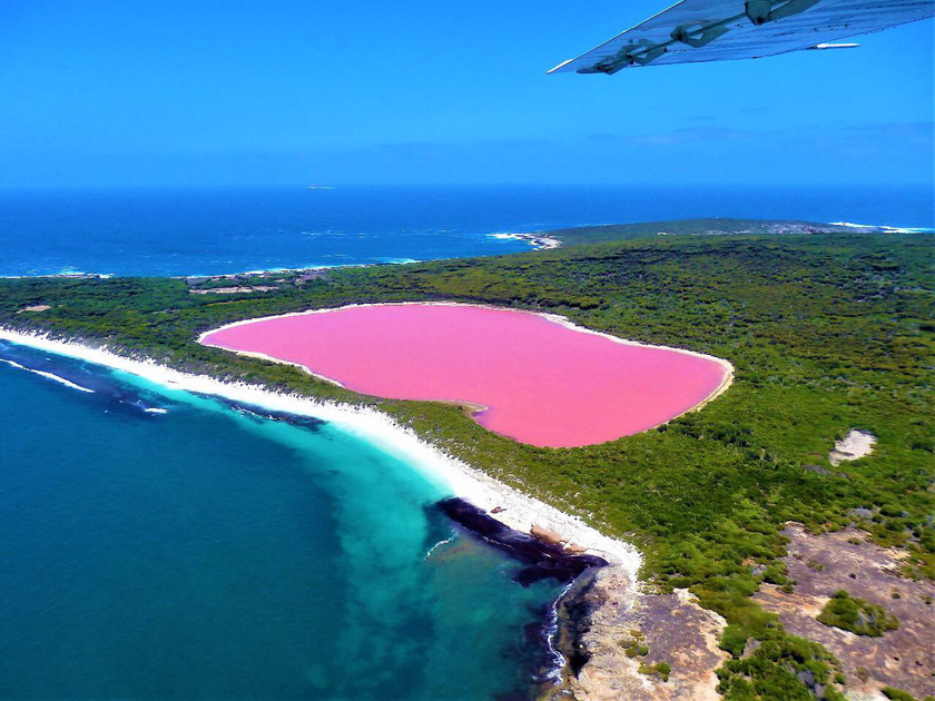 Az élénkrózsaszín Hillier-tó Ausztrália Middle Island szigetén található. Furcsa kinézete ellenére fürdésre alkalmas. A színét magas, 30-35%-os sótartalmának köszönheti, ami miatt csak a Dunaliella salina algafaj képes életben maradni. Ez termeli a színt okozó karotinoid vegyületeket.