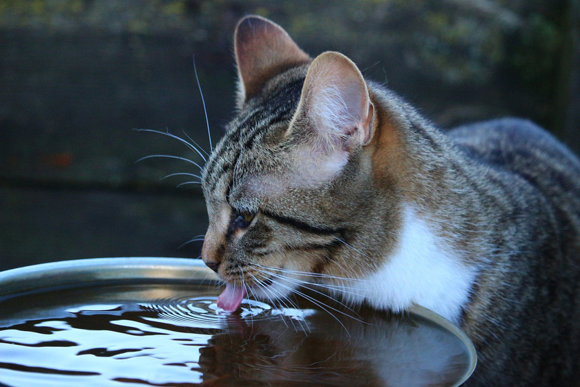 macska víz vízpart cica (3)