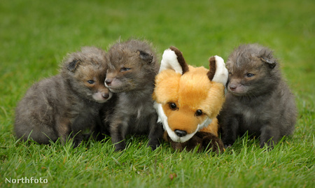 tk3s sn411 fox cubs toy2