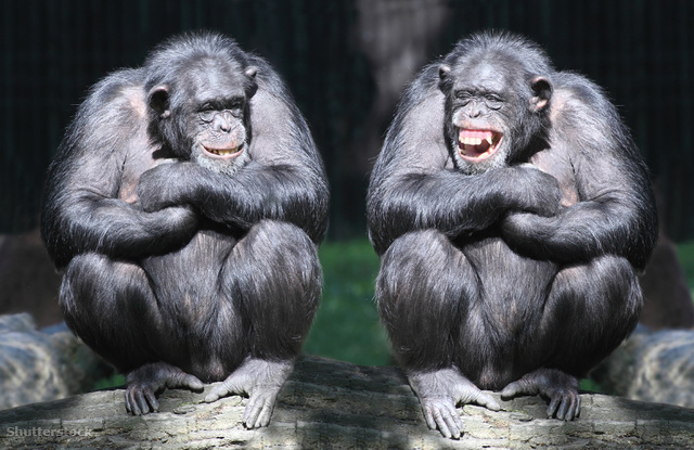 A nevetés alapvető formái már a csimpánzoknál is megjelennek