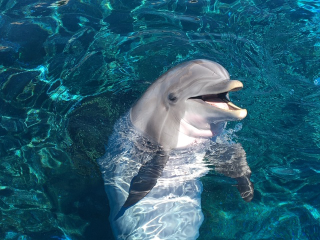 delfin 1