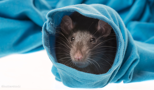 Egyes baktériumok csökkenthetik a szorongást a patkányokban