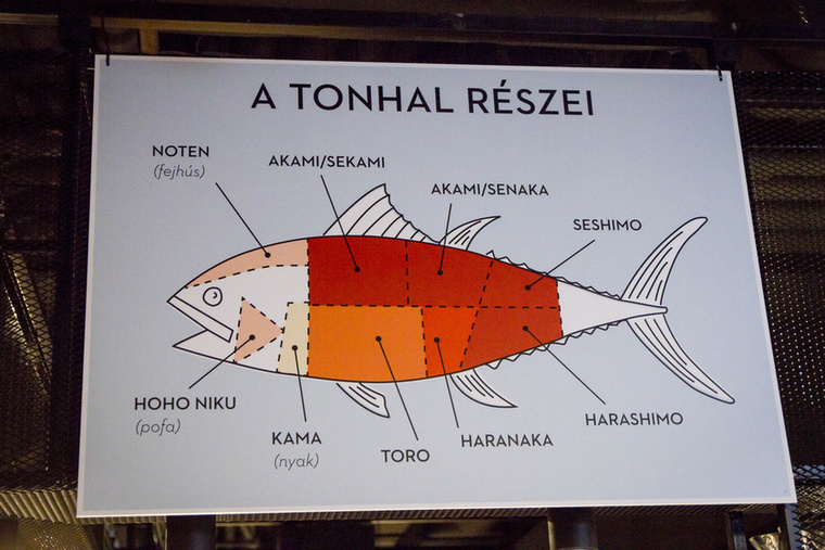 A tonhal szakszerű felbontásához elengedhetetlen a részek alapos ismerete.