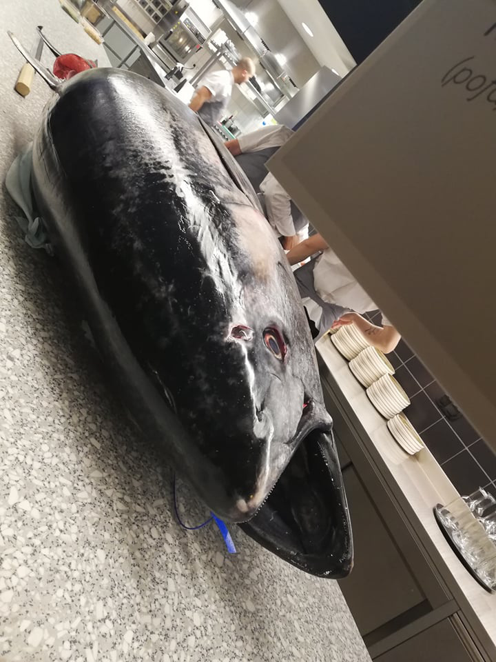 A kékúszójú tonhal az Atlanti-óceán nyugati és keleti részén, valamint a Földközi-tengerben és a Fekete-tenger déli felén honos