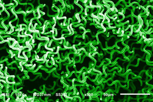 Spirulina mikroalgák, amelyeket a RUAG levegő generáló rendszerében tenyésztenek