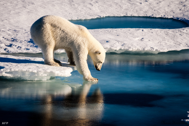 Jegesmedve teszteli a jeget az Északi-sarkon, a képet az Európai Földtudományi Unió publikálta 2016. szeptember 13-án