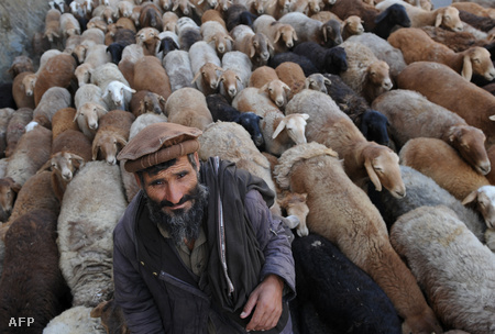 Ő egy tapasztaltabbnak tűnő pásztor, nem Duruian