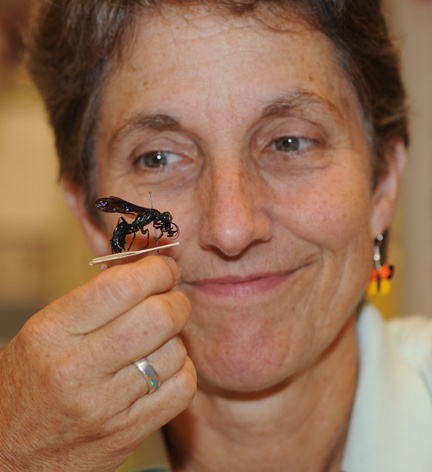 Lynn Kimsey a rovartárban felfedezett új fajjal (Fotó: Kathy Keatley Garvey)