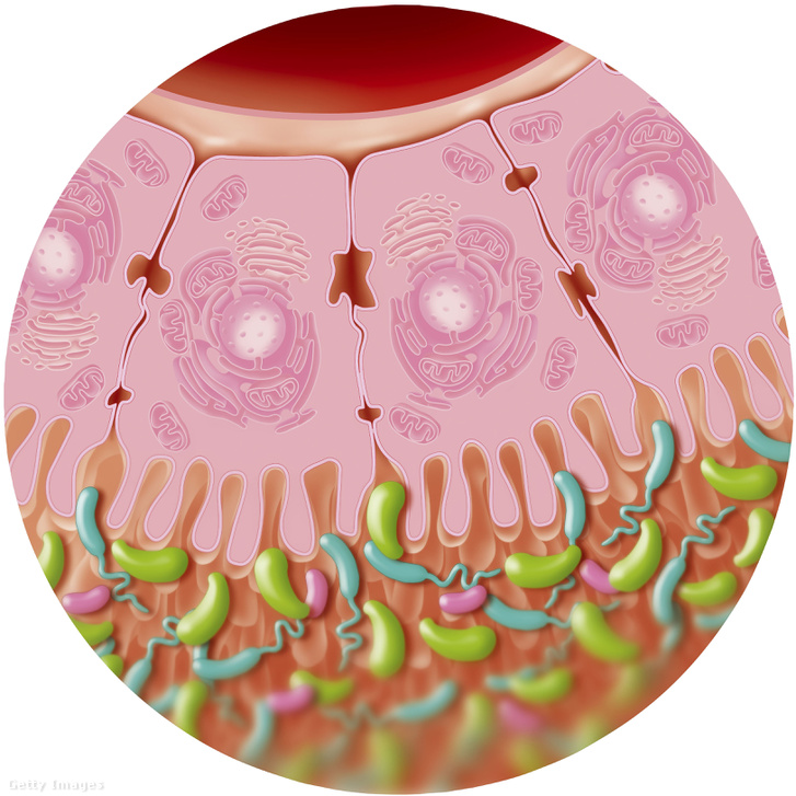 Illusztráció a bélben található baktérium flóráról