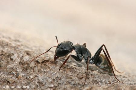 Camponotus cylindricus