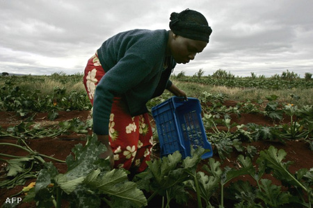Zimbabwei munkás dél-afrikai földeken