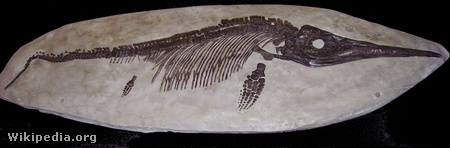 Ichthyoszaurusz