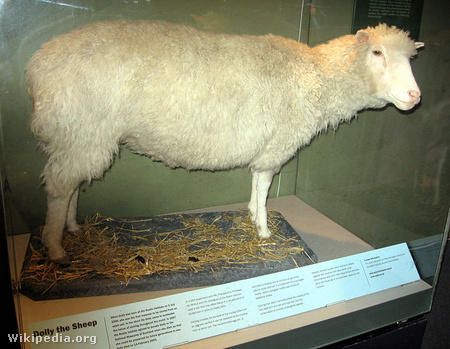 Dolly, az első klónozott bárány