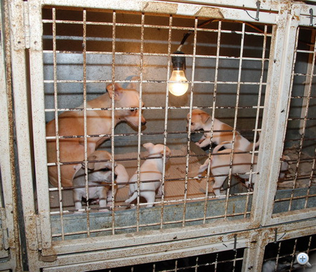 Borzalmas körülmények között tartott Helvécia tanyavilágában 300-400 kutyát egy szaporító (további fotók a képre kattintva)