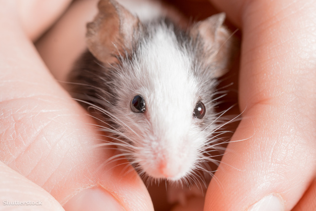 Egereknél beválni látszik az új vakcina