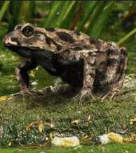 Hula Painted Frog